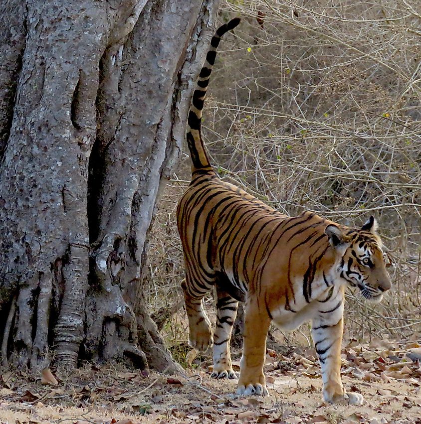 tiger spraying urine for scent marking