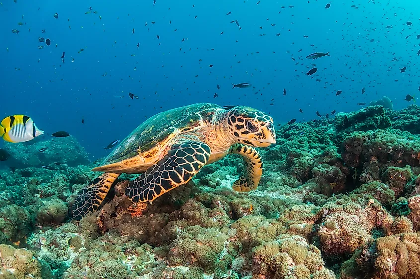 Underwater shot of a hawksbill turtle.
