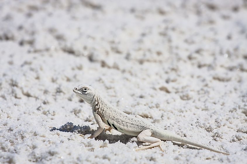 Bleached earless lizard at White Sands National Monument in New Mexico, USA