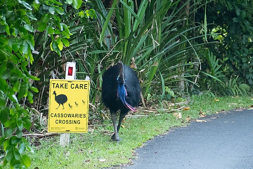 A sign warns drivers to mind the cassowaries in Etty Bay Beach, Queensland. Via Shutterstock / El Paco 33