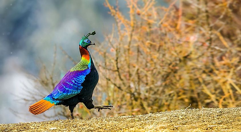 Himalayan monal