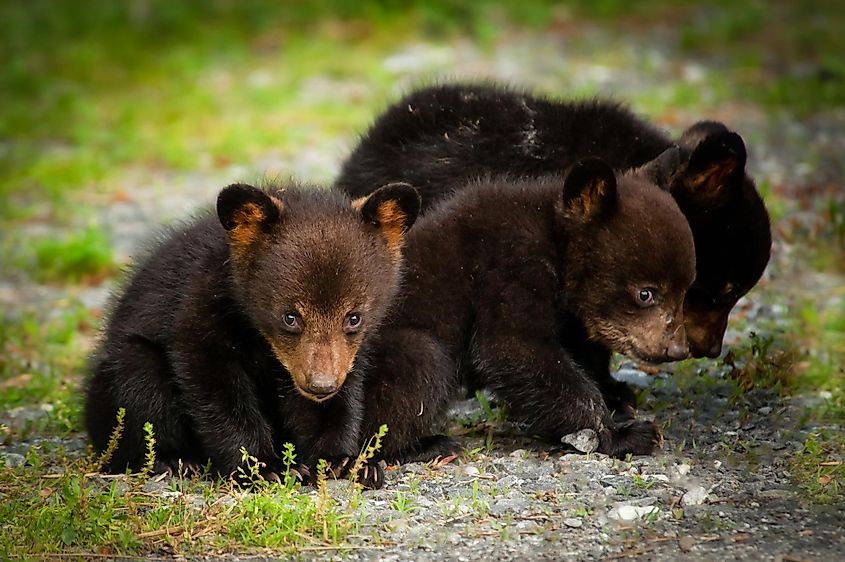 American black bear cubs