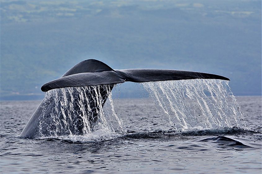 Blue whale in the waters of Pico Island (Azores, Portugal)