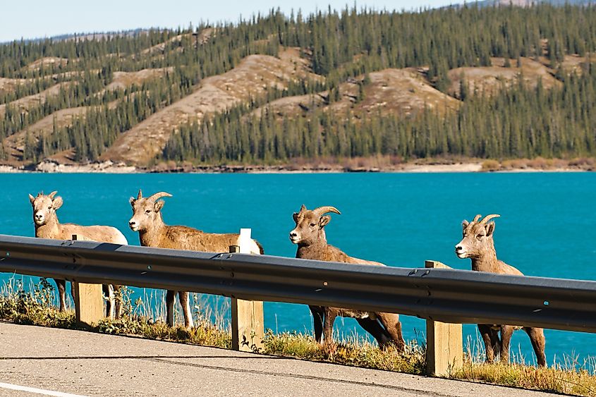 Rocky Mountain Big-Horned Sheep, Banff National Park