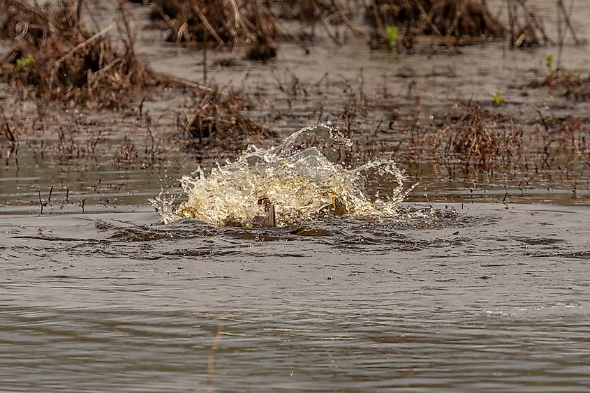 Invasive Asian Carp spawn in the water of the marsh.