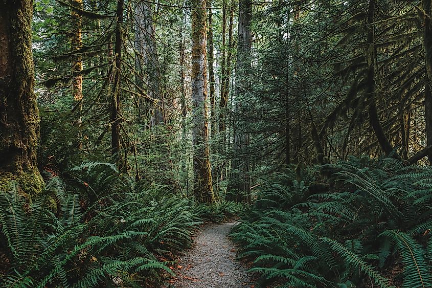 The Trail of the Cedars leads through giant mossy cedar trees through a forest in North Cascades National Park, Washington.