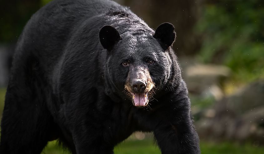 Black Bear in Pennsylvania