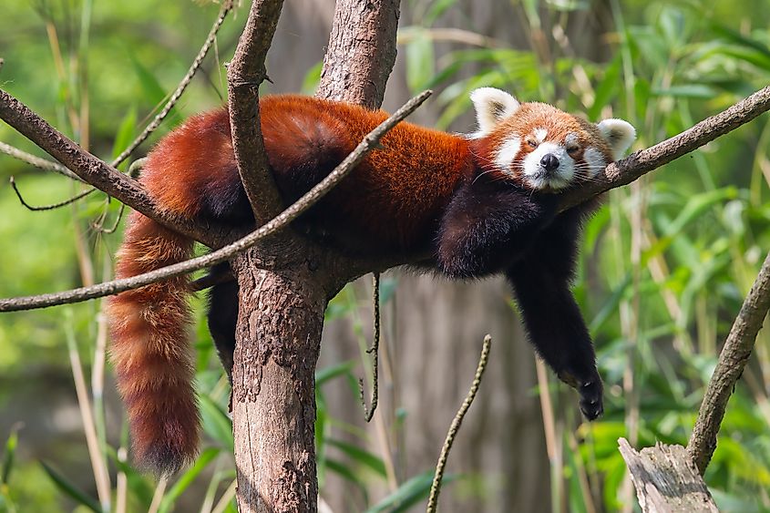 Red panda sleeping