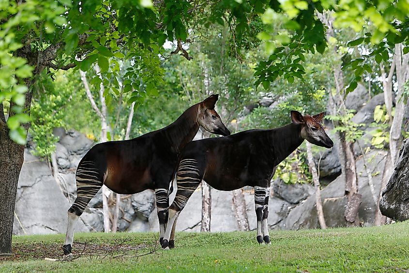 A male and female okapi pair.