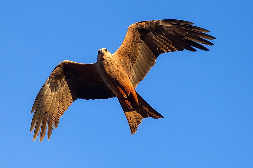 A wedge-tailed eagle in the Western Australia outback