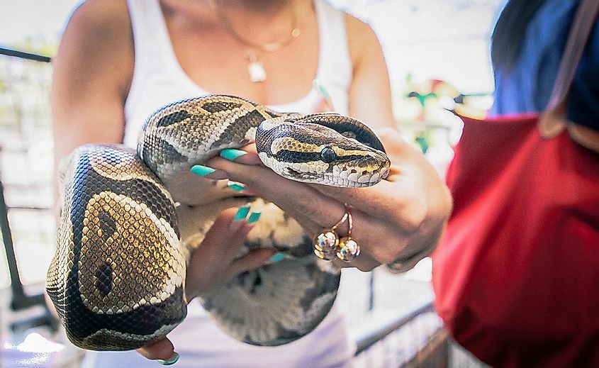 Woman holding a large python snake.