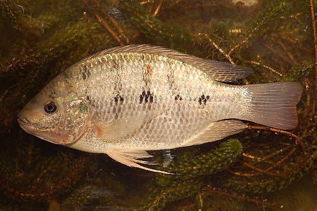 Oreochromis andersonii, a threatened species of south-central Africa via Wikicommons