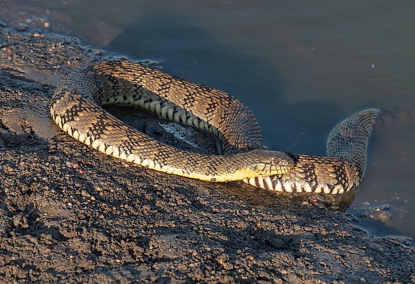 A large Diamondback Watersnake basking on a concrete slab adjacent to a water body.