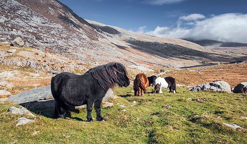 Wild ponies on mountain meadow in Snowdonia National Park in North Wales, UK