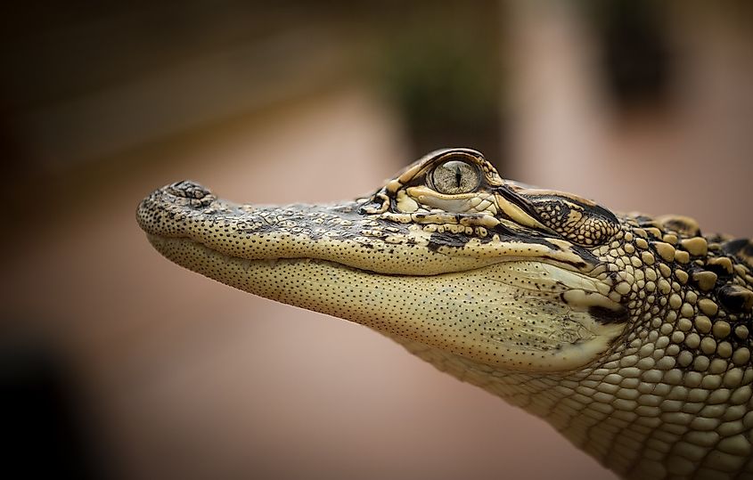 Alligator at Texas State Aquarium