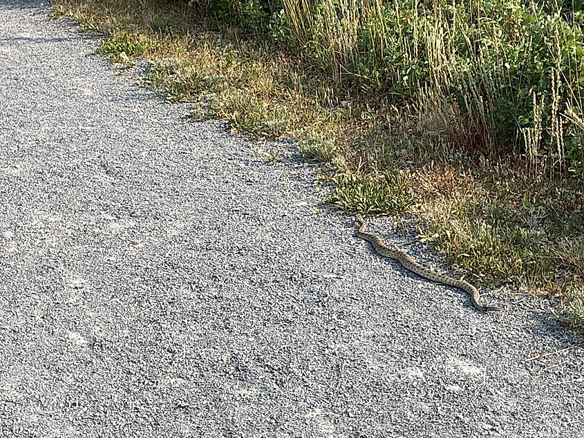 Rattlesnake encountered on the side of the road.