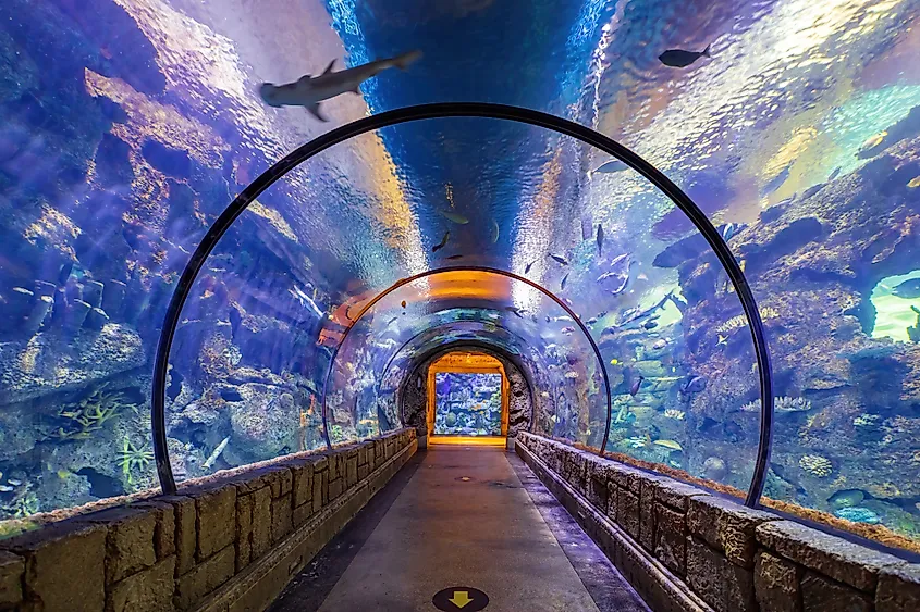 Editorial Photo Credit: Kit Leong via Shutterstock. Las Vegas, JUN 29, 2021 - Underwater tunnel in the Shark Reef Aquarium