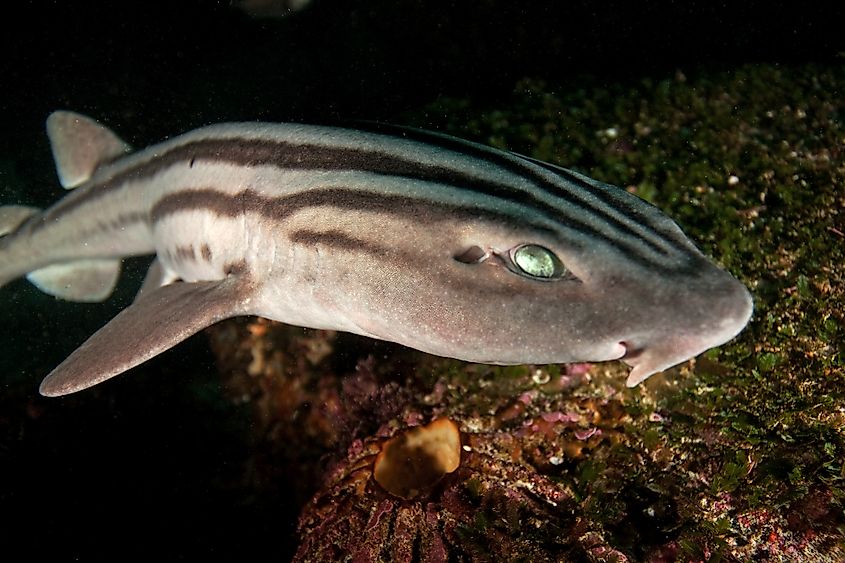 Pyjama shark