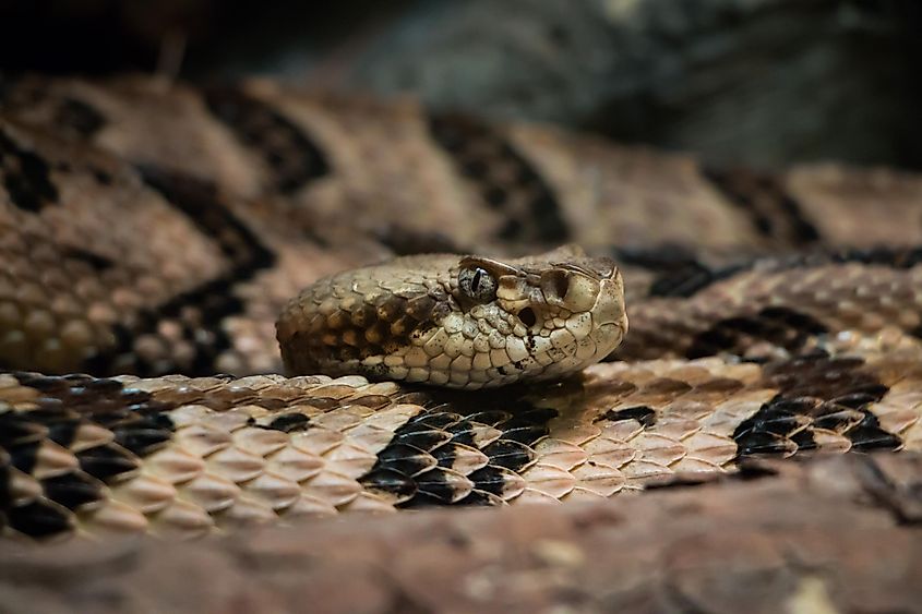 Timber Rattlesnake (Crotalus horridus).