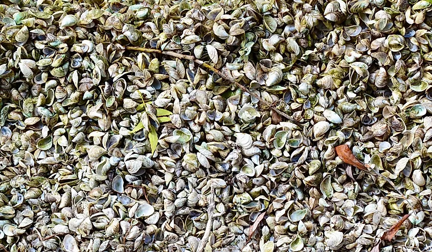 Quagga Mussels (Dreissena bugensis).