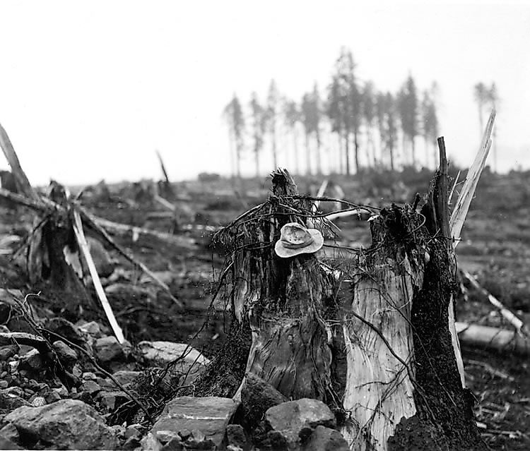 Damage to a tree at the mouth of the bay from the wave. Hat placed on stump for scale.