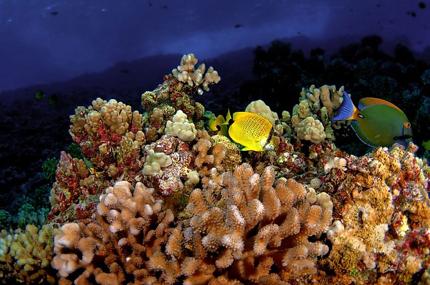 Molokini Crater