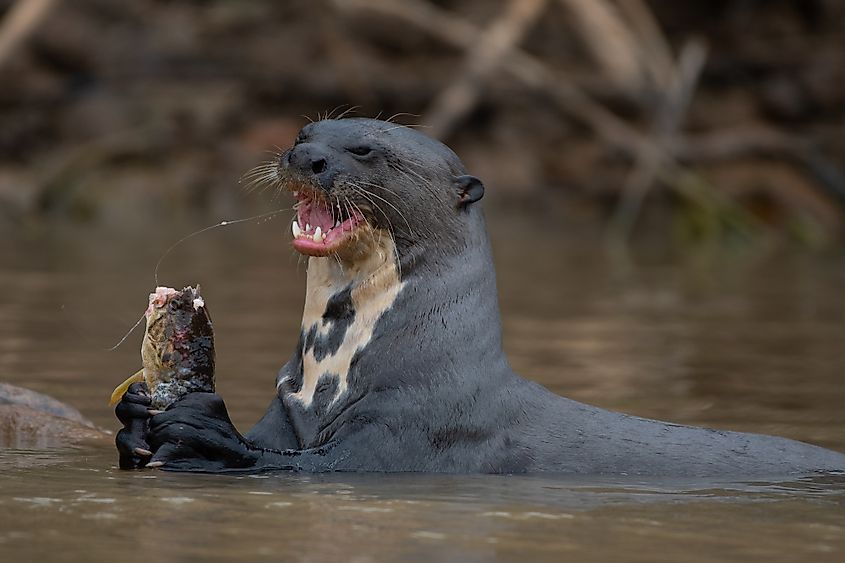 Giant otter