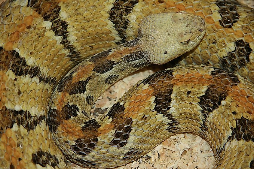 Timber rattlesnake