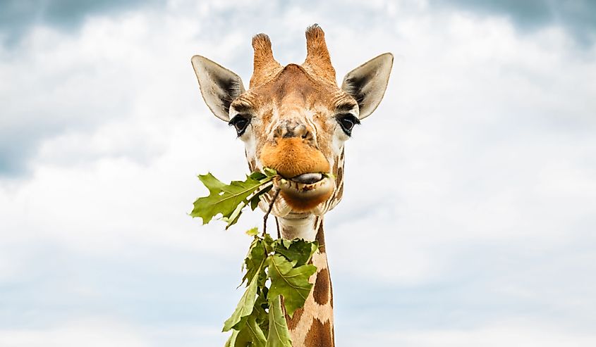 Giraffe is eating leaves over blue sky with white clouds