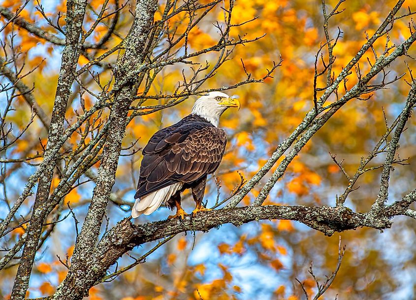 A gorgeous bald eagle amid fall foliage.