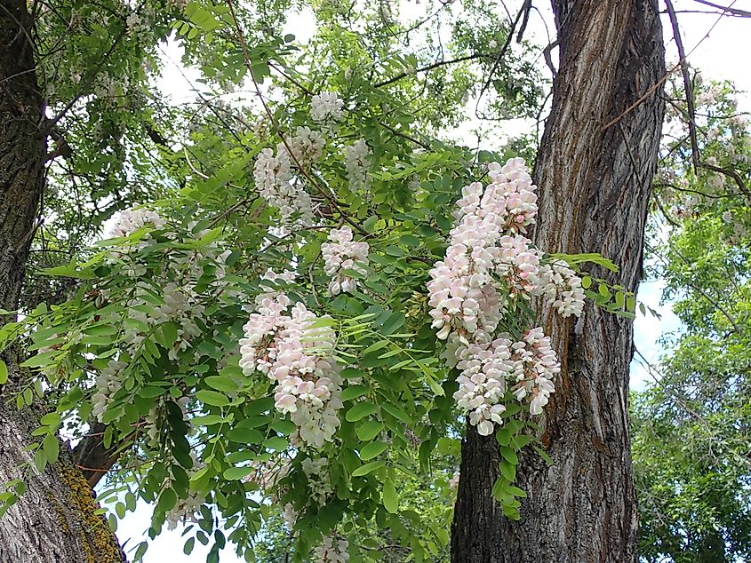Black locust in Bozeman, Gallatin County, Montana. (Matt Lavin, CC BY-SA 2.0, via Wikimedia Commons)