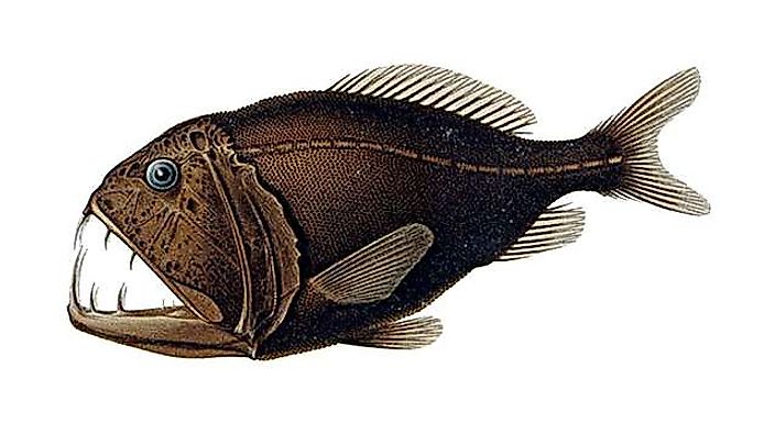 Illustration of the common fangtooth fish (Anoplogaster cornuta)
