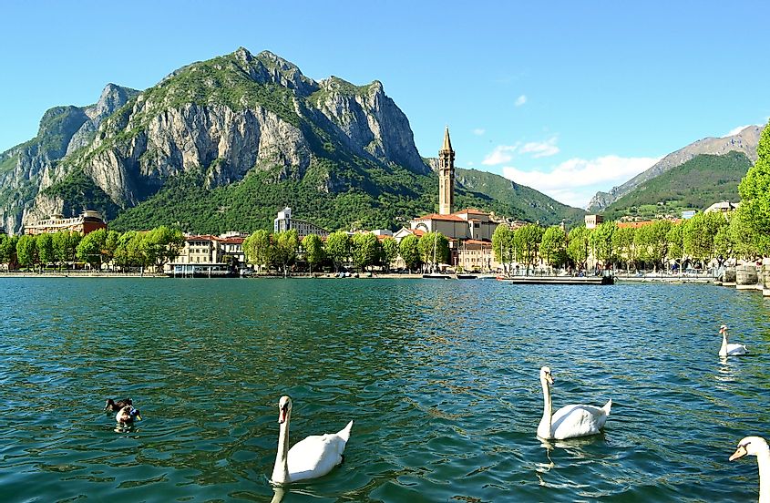 Lake Como ducks