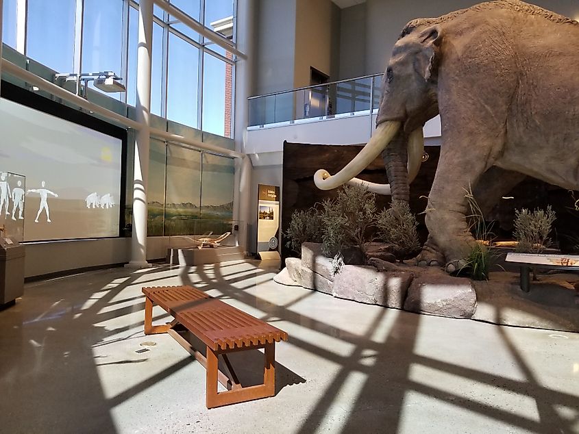 A photo of a gallery in the Museum of Idaho, including a life-size Columbian mammoth replica.