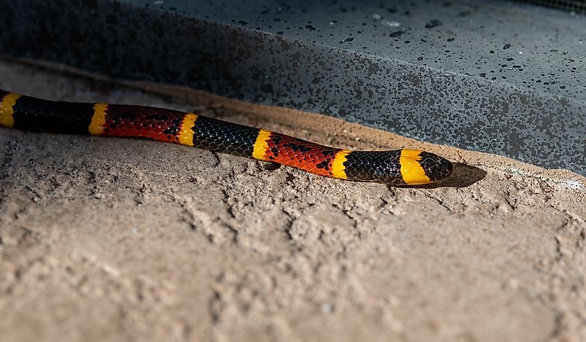Closeup of Texas coral snake on a ground