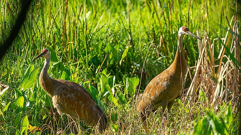 Two Sandhill Cranes at Indiana Dunes National Park