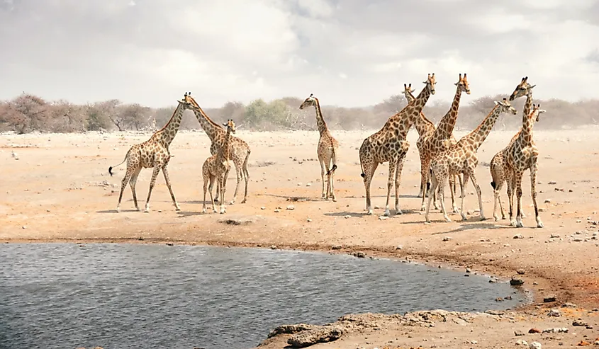 Herd of giraffes at a watering hole in Namibia.