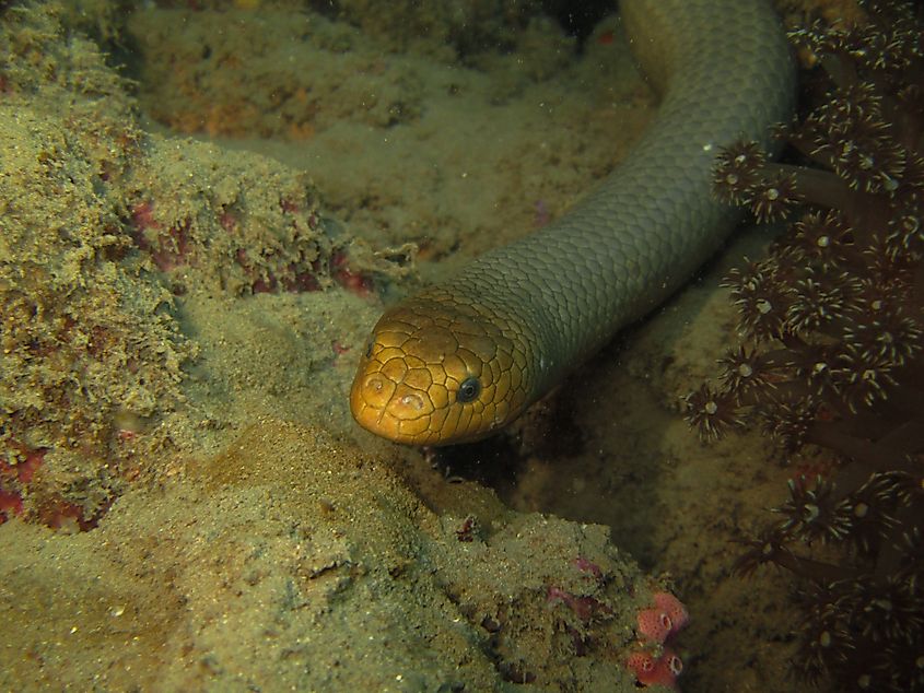 An olive sea snake.