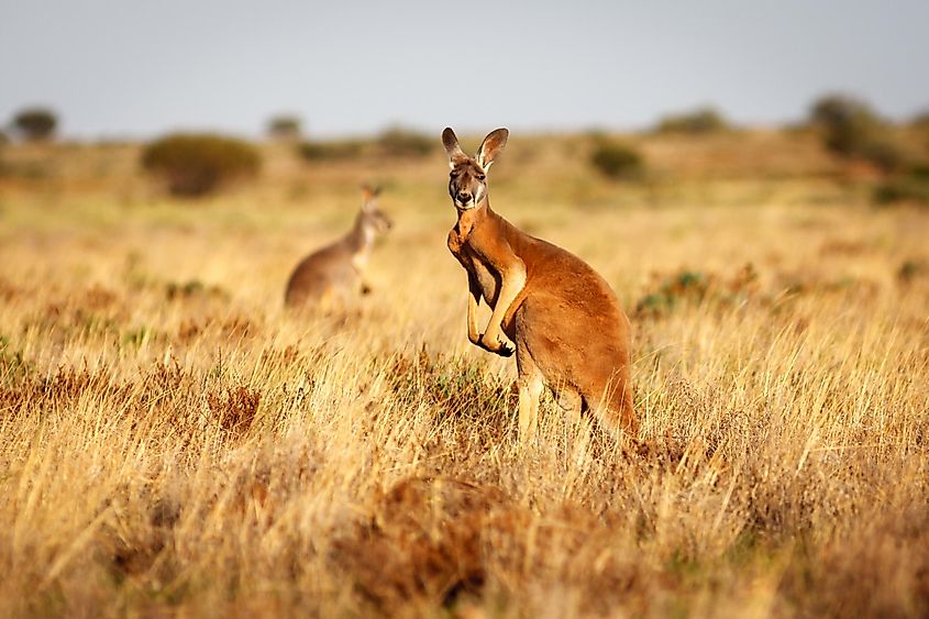 What Plants Grow In Grasslands? - WorldAtlas