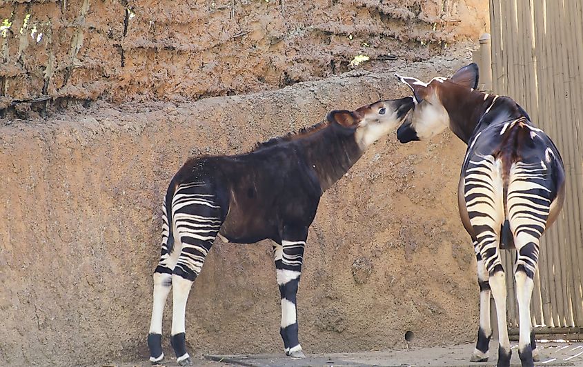 A young Okapi smells its mother at the Los Angeles Zoo, California.