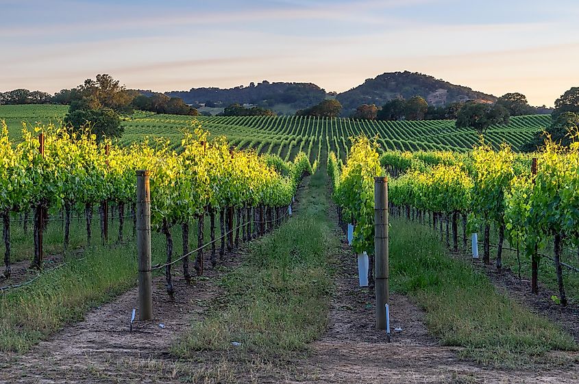 Sunset in the Healdsburg Vineyards