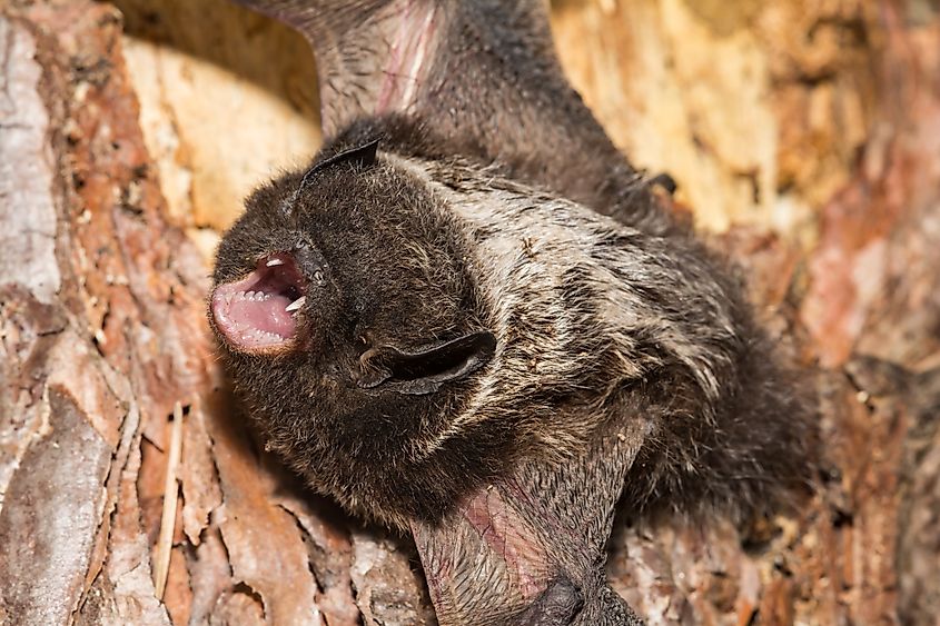 Silver-haired Bat - Lasionycteris noctivagans.