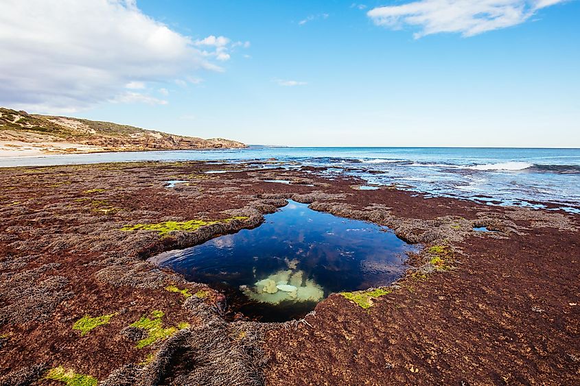 A rock pool in the Bridgewater Bay.