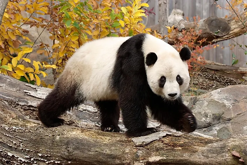 Giant panda cub in Bifengxia Panda Base, Sichuan, China