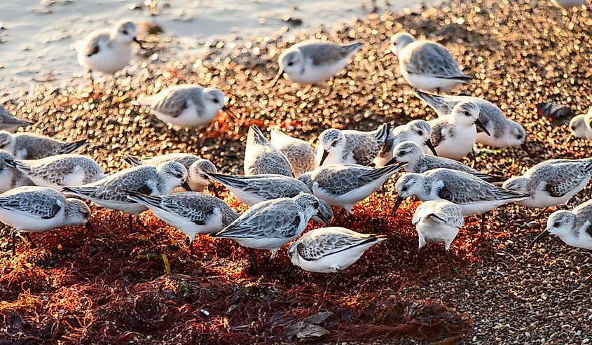 A crowd of sanderlings picking through a pile of kelp at Crown Memorial State Beach, Alameda California