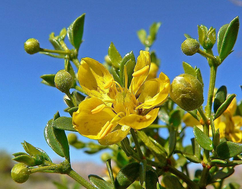 Photo of Larrea tridentata (creosote bush) in Red Rock Canyon, Nevada