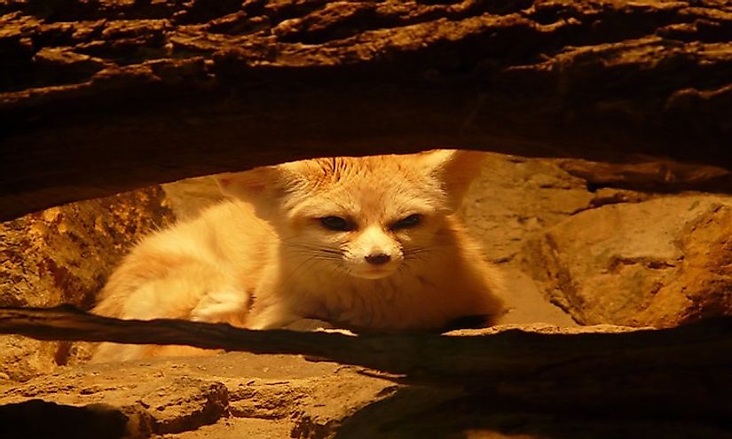 Animals That Live In Caves - WorldAtlas