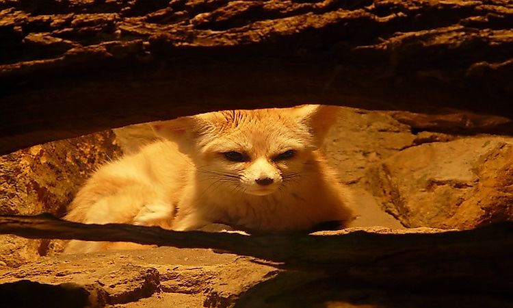 Animals That Live In Caves - WorldAtlas Animals That Live In Caves - WorldAtlas
