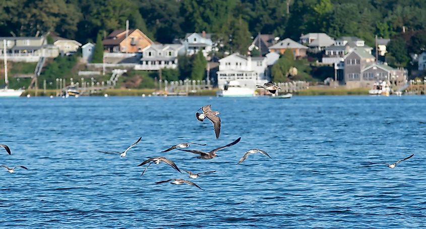 Seagulls over Greenwich Bay Harbor Seaport in east greenwich Rhode Island
