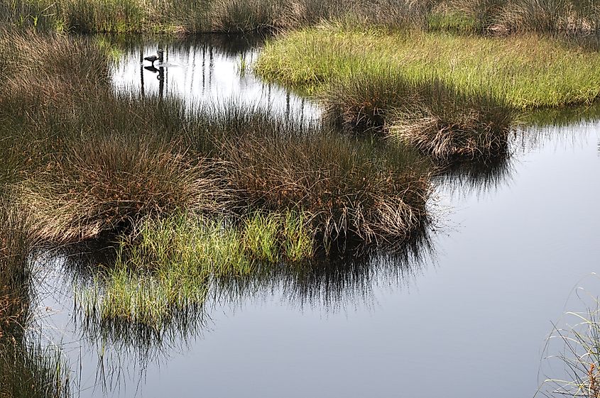 Bon Secour National Wildlife Refuge in Gulf Shores, Alabama